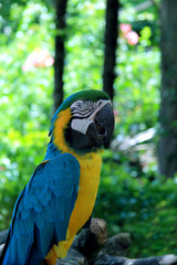 parrot on a branch