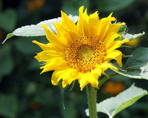 Sonnenblume