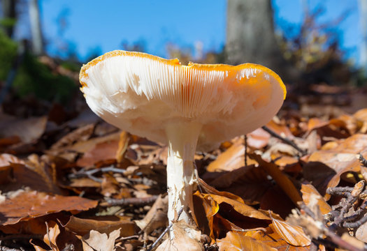 Autumn mushroom.
