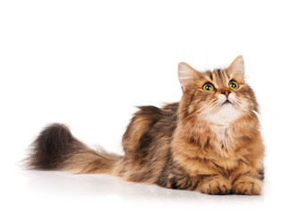 Siberian cat