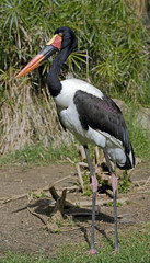 Saddle-billed stork