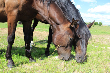 Two horses eat grass