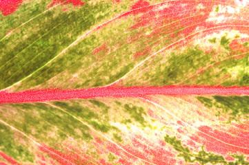 detailed texture of the red sheet tree