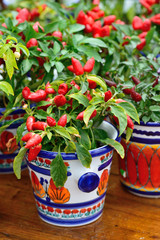 Ornamental pepper in a pot