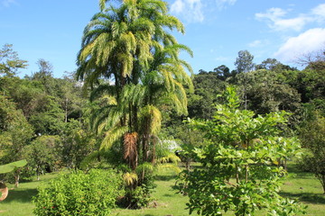 Fototapeta premium Guyane - Saül - Juillet 2014