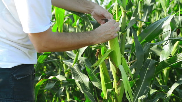 Farmer in Cultivated agricultural Corn Field examining corn cob