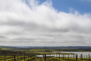 Fototapeta premium Landscape view of a grape vineyard cultivation 