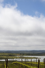 Obraz premium Landscape view of a grape vineyard cultivation 