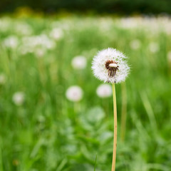 Dandelion flower against the green background