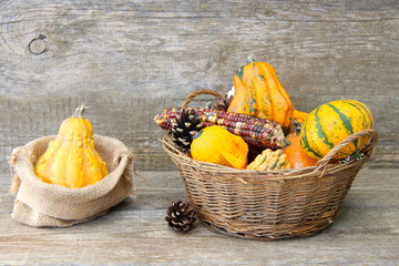 Herbstmotiv Zierkürbisse