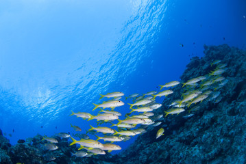 Fototapeta na wymiar 青い海と魚群