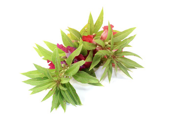 zweimal frische Balsamine