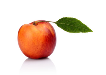 Studio shot of orange nectarine with leaf