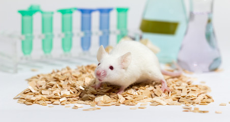 White laboratory mouse, with glasware and animal bedding, shallo