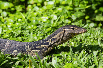 Monitor lizard,Varanus salvator.Lumpini park,Bangkok,Thailand