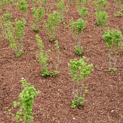 Accurate rows of currant seedlings