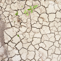 Dried and cracked mud soil fragment