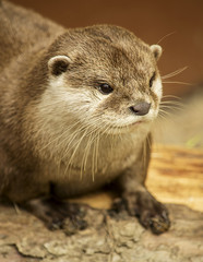 Otter