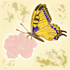 Butterfly and flower as engraving vintage vector