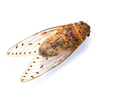 Cicada