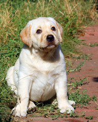 happy yellow labrador puppy portrait in the garden