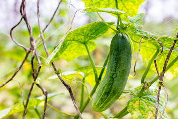 cucumber on the tree - Thai Farm