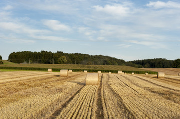 Kornfeld Feld in der Nähe von München