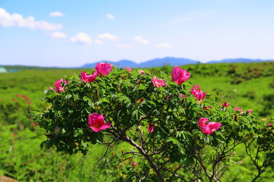 ワッカ原生花園のハマナス