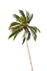 Deurstickers Palmboom Kokosnootboom