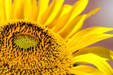Obraz premium Close-up of sunflower.