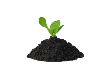 Lettuce in soil isolated on white background
