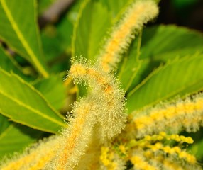 Chestnut flower with stamens full of pollen