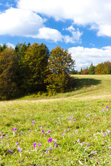 meadow in blossom, Nizke Tatry (Low Tatras), Slovakia