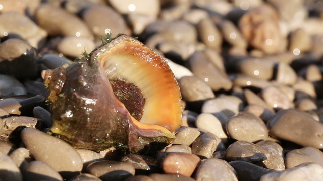 Rapan on beach