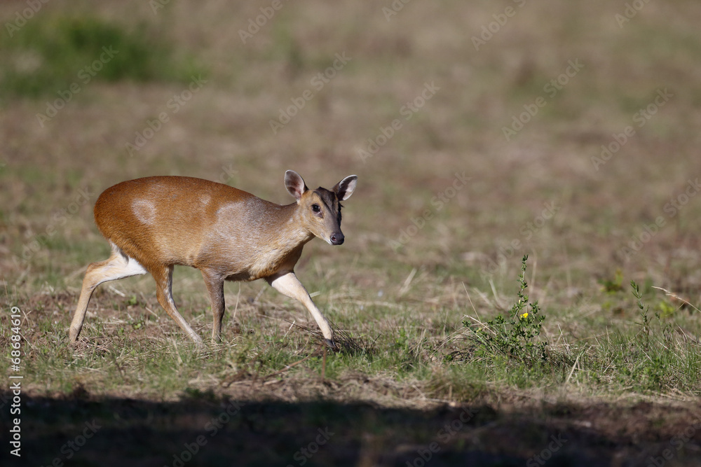 Canvas Prints Muntjac, Muntiacus reevesi,