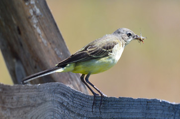 Желтая трясогузка