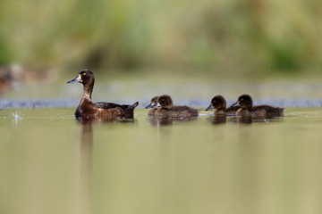 Tufted duck, Aythya fuligula