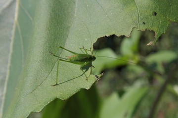 Grillo verde, grillo campestre