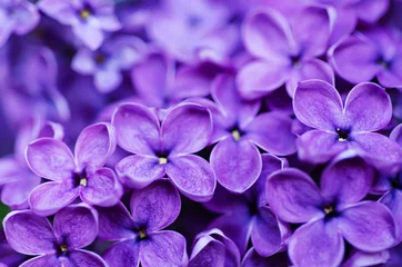 Fotobehang Lila bloemen achtergrond © Roxana