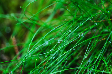 Droplets of dew on the grass