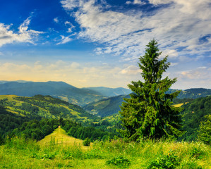 Obraz premium coniferous forest on a mountain slope