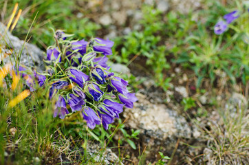 Campanula alpina