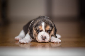 Small beagle puppy