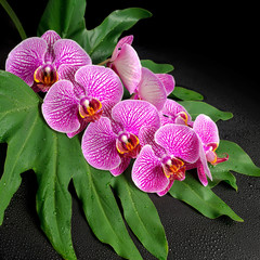 Beautiful blooming twig of stripped violet orchid (phalaenopsis