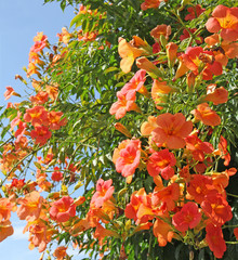 fleurs de campsis