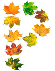 Naklejka na ściany i meble Letter P composed of autumn maple leafs