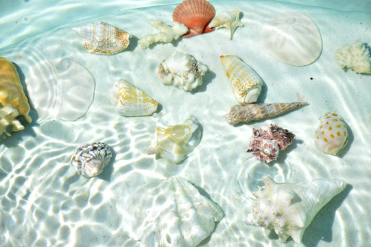 Seashells under water.