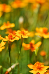 Blumen auf der Wiese