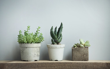 succulents in diy concrete pots in scandinavian home decor