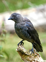 Rook (Corvus frugilegus)